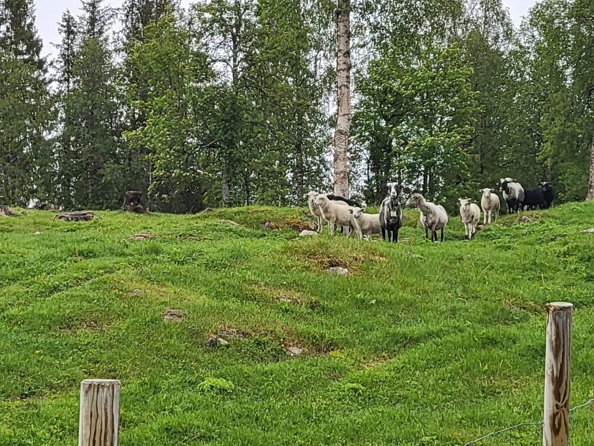 Telt 2 호텔 Hattfjelldal 외부 사진